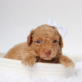 Melissa - Available 9/10