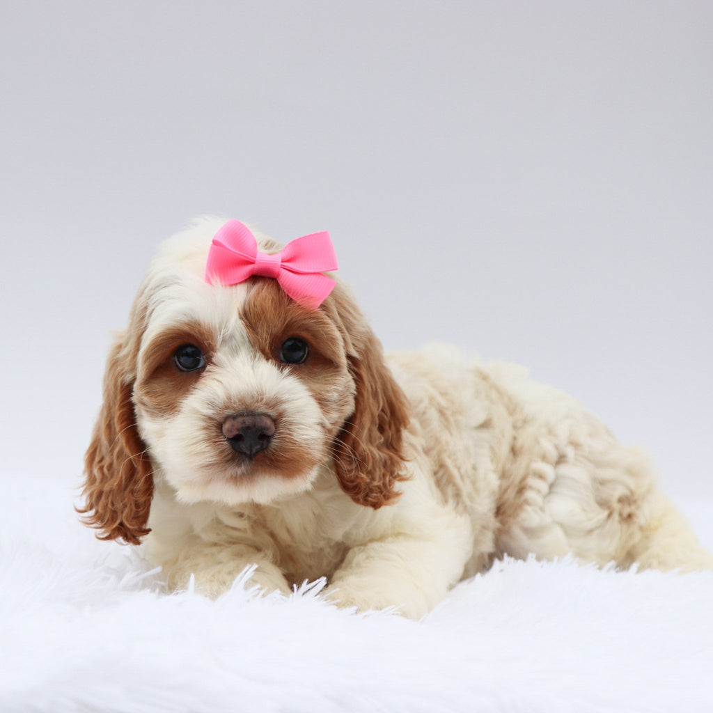 Mindy - Available Now