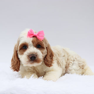 Mindy - Available Now
