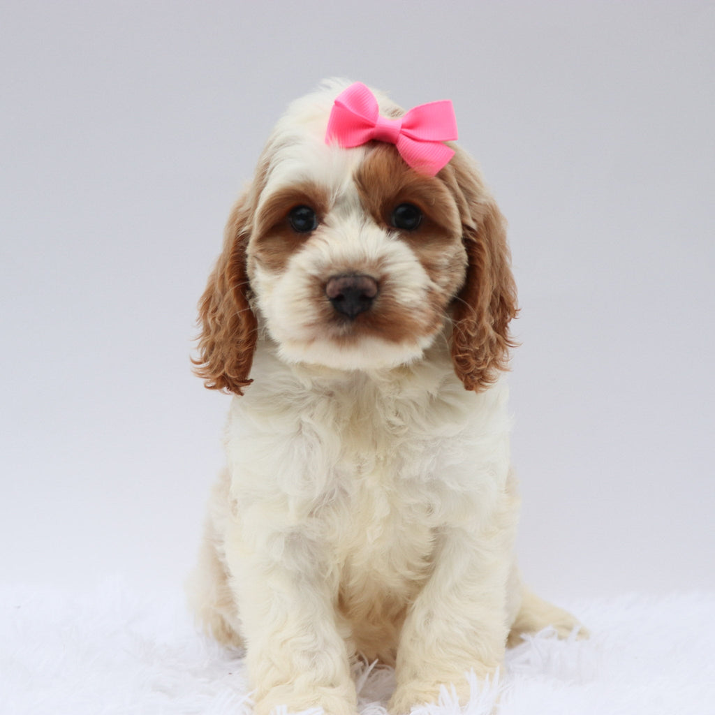 Mindy - Available Now