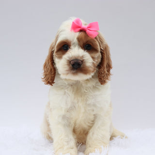 Mindy - Available Now