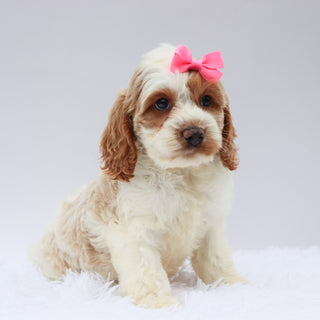 Mindy - Available Now