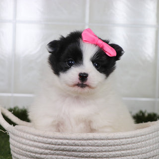 Missy - Available 5/21