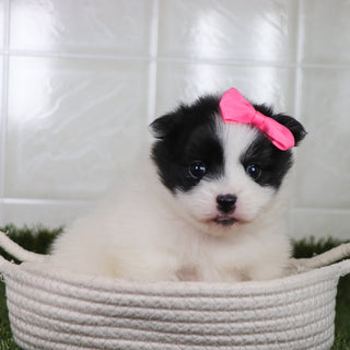 Missy - Available 5/21