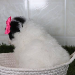 Missy - Available 5/21
