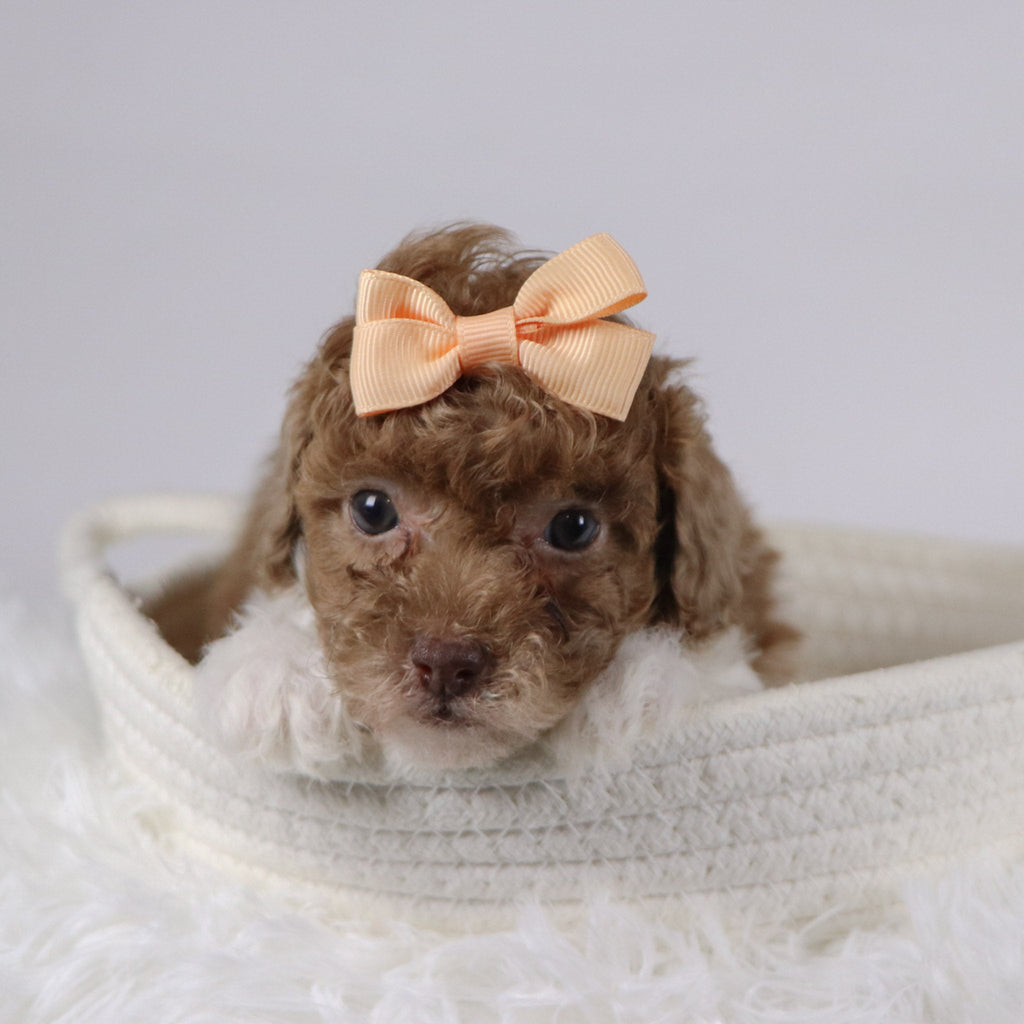 Missy - Available 11/26