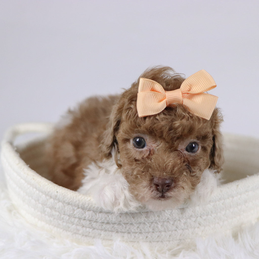 Missy - Available 11/26