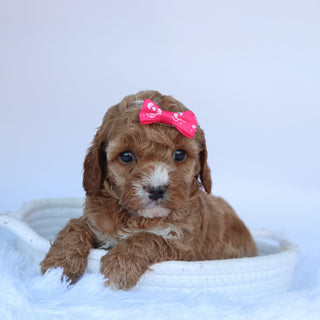 Molly - Available Now