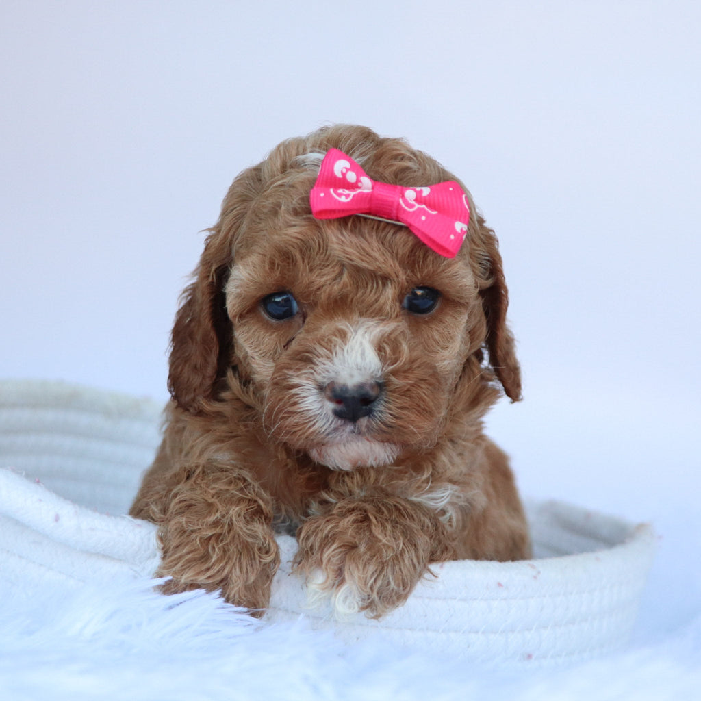 Molly - Available Now