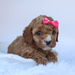 Molly - Available Now