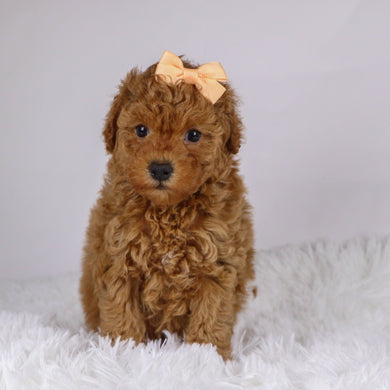 Monica - Available 11/26