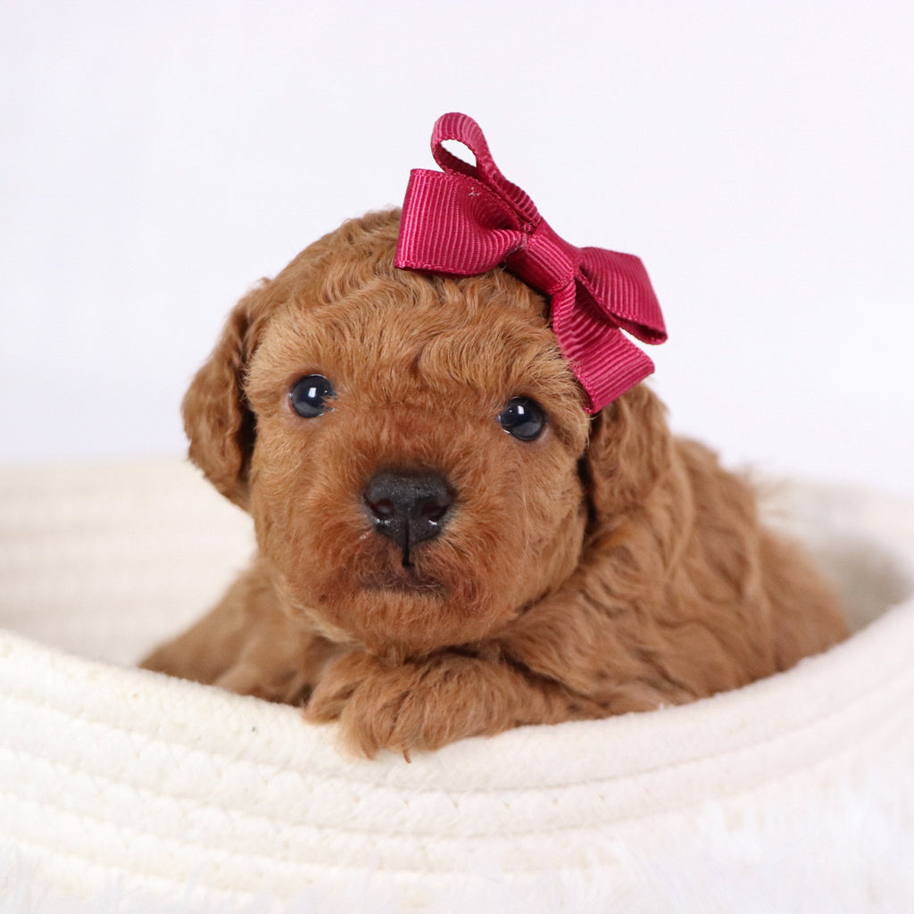 Monica - Available 11/26