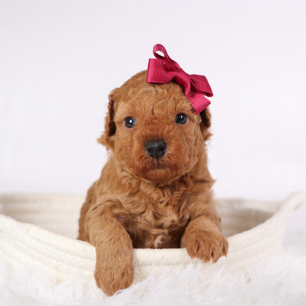 Monica - Available 11/26