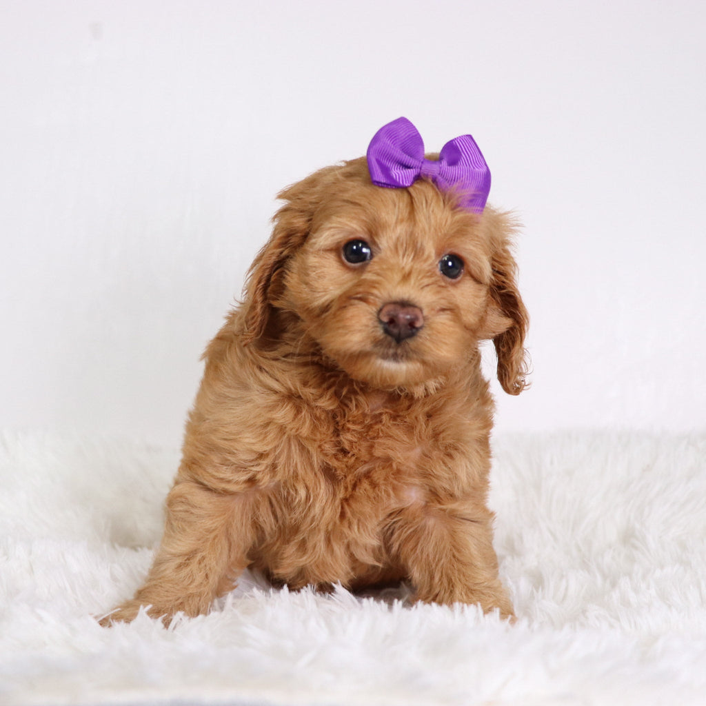 Moxie - Available Now