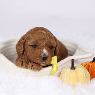 Murray - Available 12/17