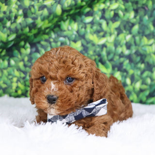 Murray - Available 12/17