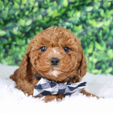 Murray - Available 12/17