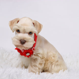 Myles - Available Now