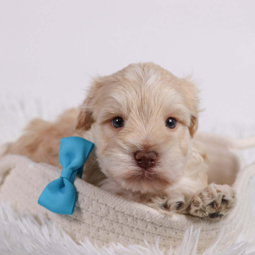 Myles - Available Now