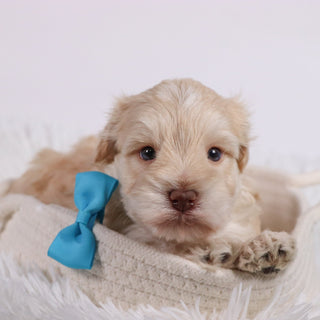 Myles - Available Now