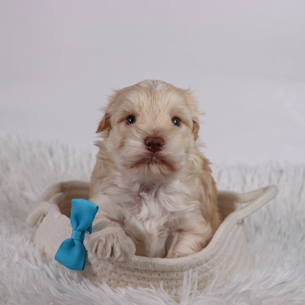 Myles - Available 11/5