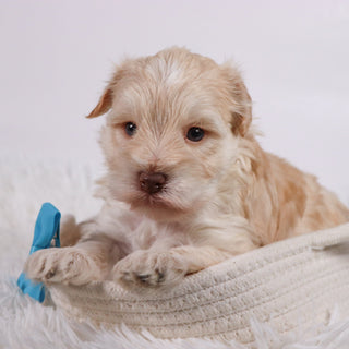 Myles - Available Now