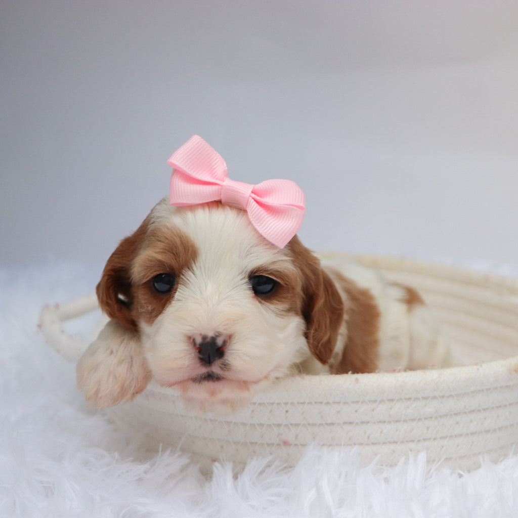 Nala - available 11/19