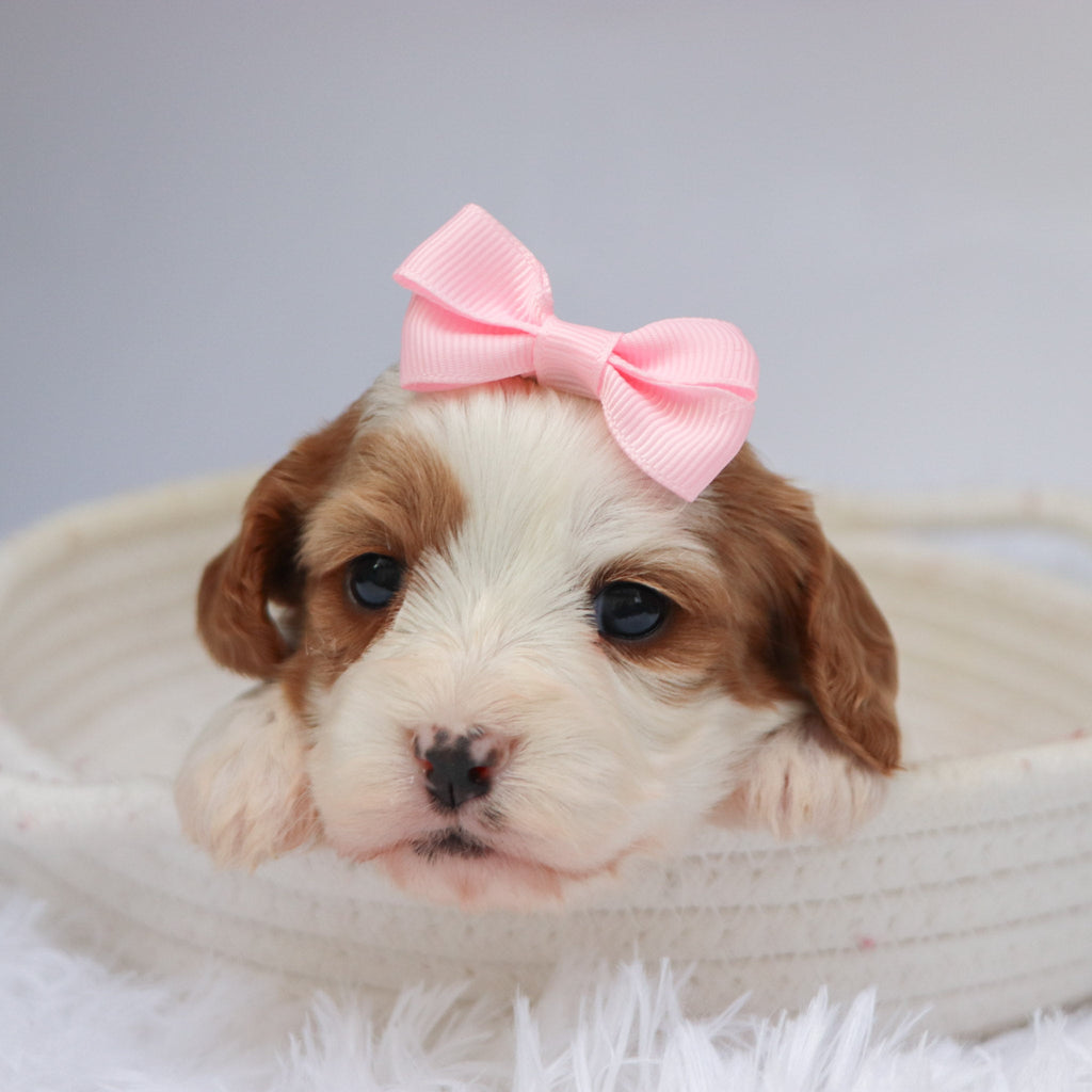 Nala - available 11/18