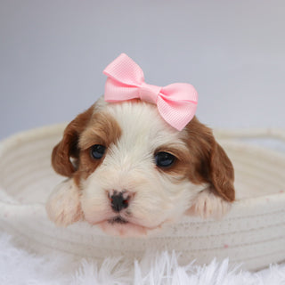 Nala - available 11/18