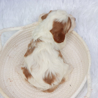 Nala - available 11/19