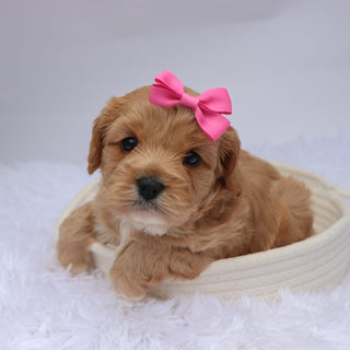 Nana - available 11/19