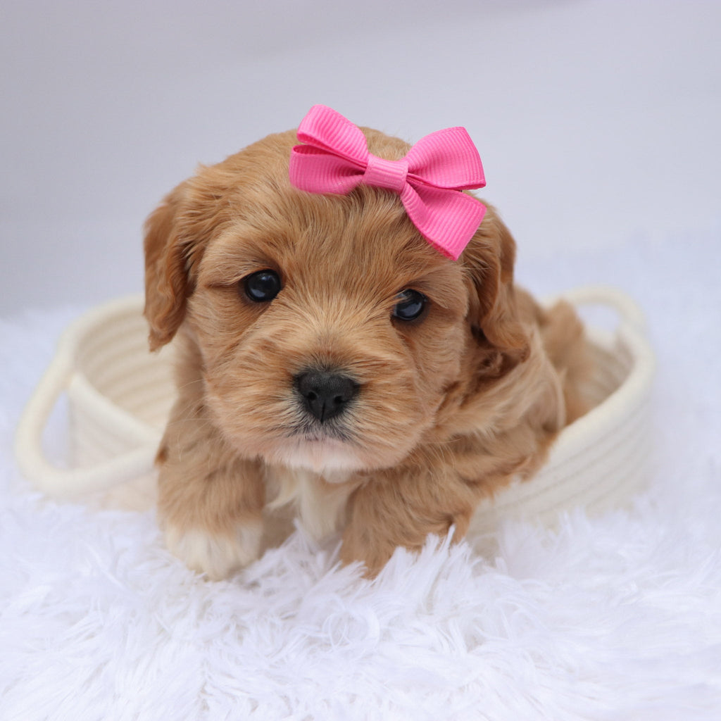 Nana - available 11/19