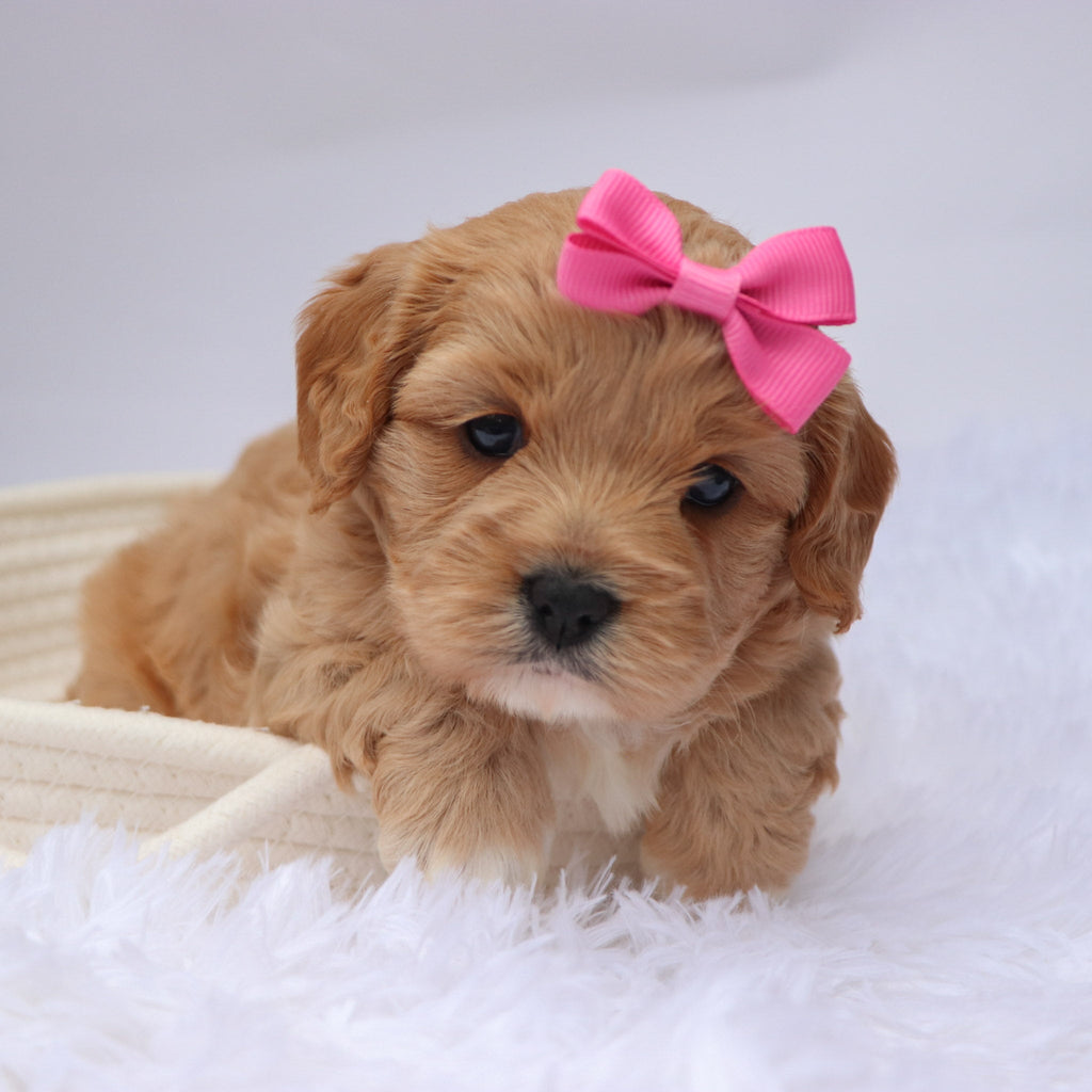 Nana - available 11/19