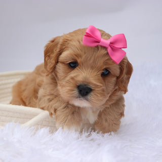 Nana - available 11/19