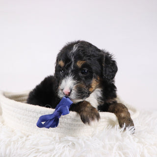 Nathaniel - Available 12/17