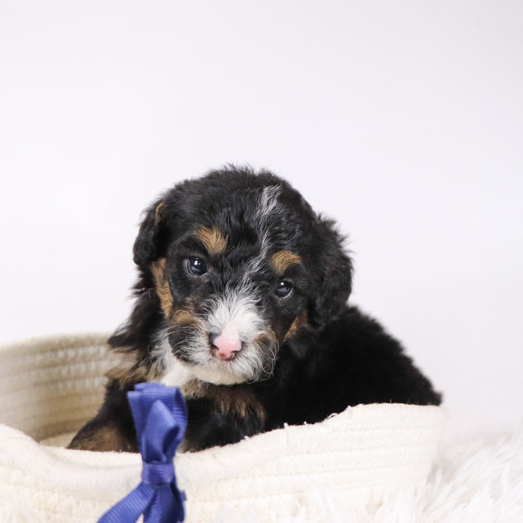 Nathaniel - Available 12/17