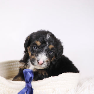 Nathaniel - Available 12/17