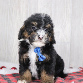 Nathaniel - Available 12/17