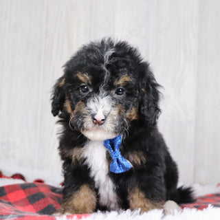 Nathaniel - Available 12/17