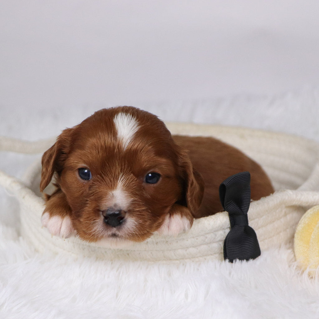 Neil - Available 12/17