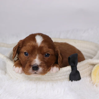 Neil - Available 12/17