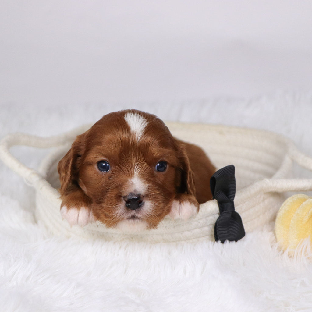 Neil - Available 12/17