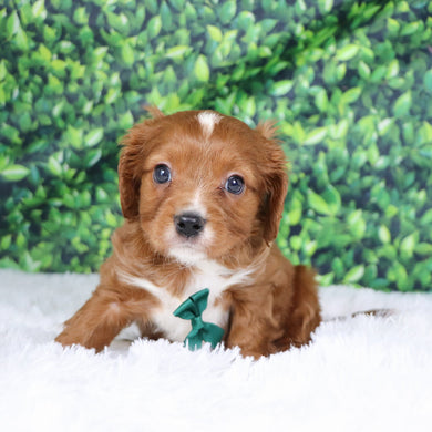 Neil - Available 12/17