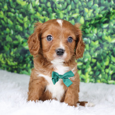 Neil - Available 12/17