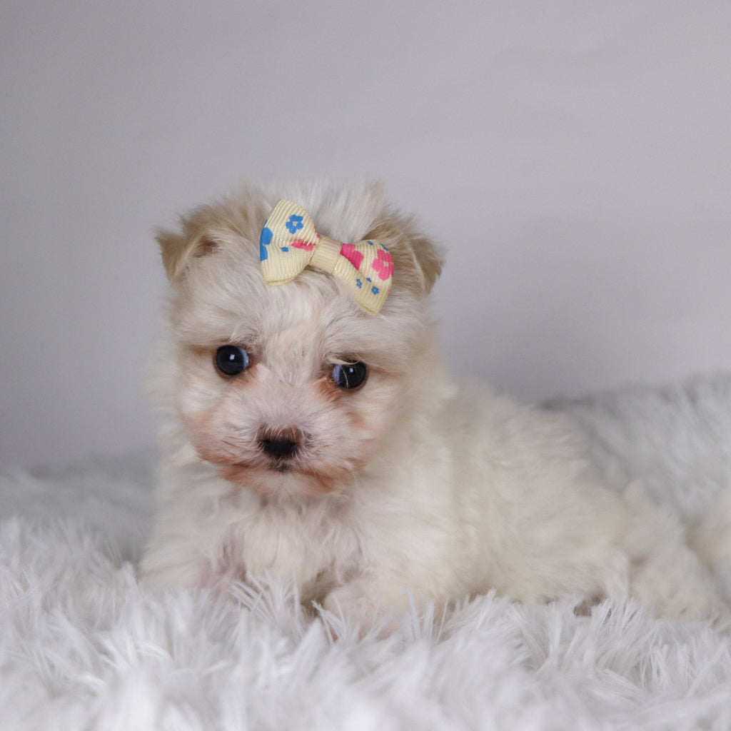 Nicki - Available 11/26