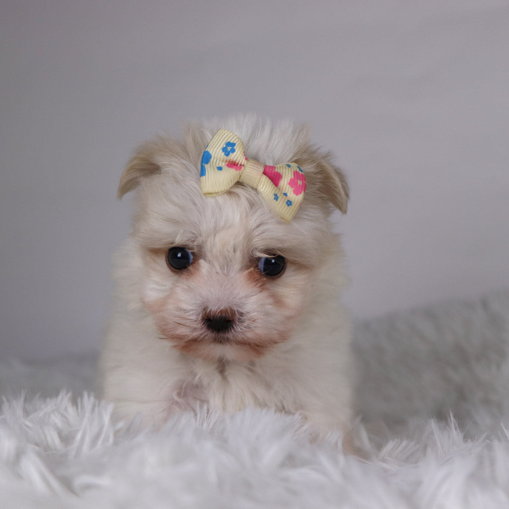 Nicki - Available Now