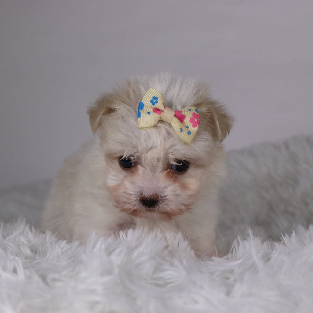 Nicki - Available Now