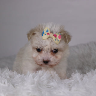 Nicki - Available Now