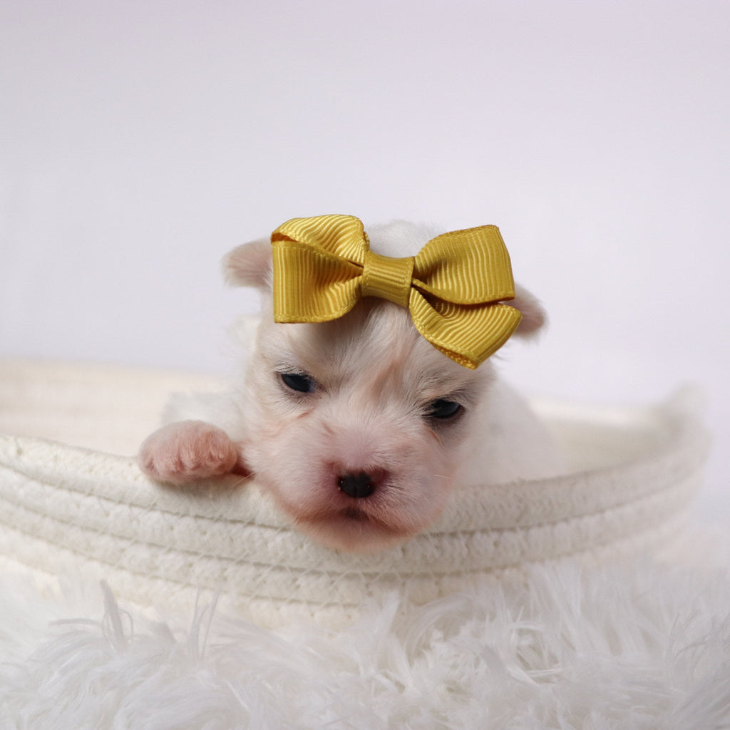 Nicki - Available 11/26