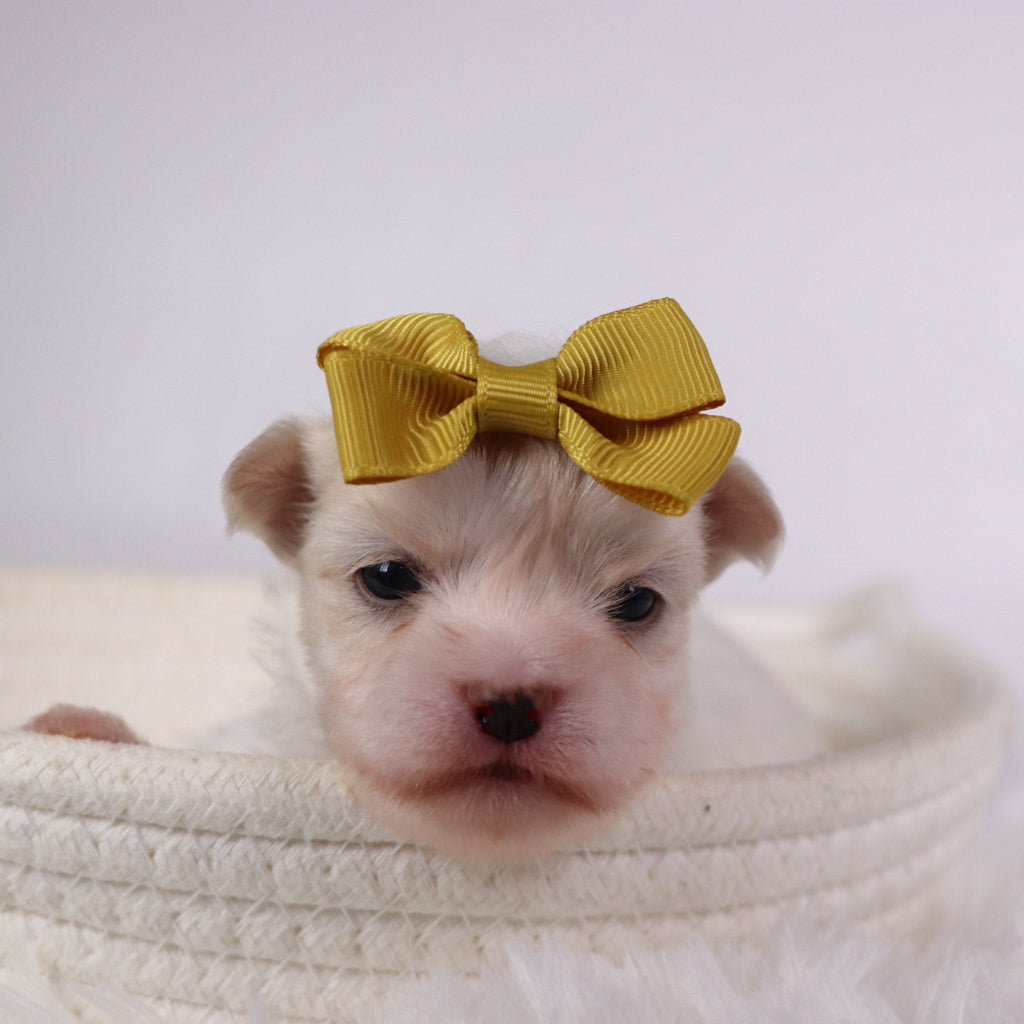 Nicki - Available Now